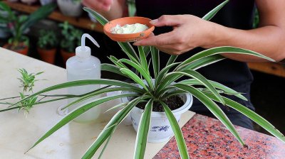 复合肥可以浇吊兰吗 复合肥适合兰花浇水吗？
