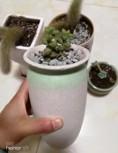 尿可以浇多肉吗 可以用尿液浇花吗？
尿液适合浇花吗？