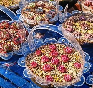 矿泉水可以浇多肉吗 多肉植物适合用矿泉水浇吗？