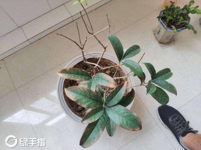 多菌灵可以浇桂花树吗 多菌灵是否适合用于桂花树的浇水？