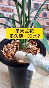 酵素可以浇兰花吗 酵素是否适合兰花浇水？