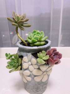 酸奶能浇多肉吗 多肉植物适合喂养酸奶吗？