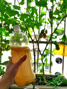 橘皮酵素可以浇多肉吗 橘皮酵素适合多肉植物吗？