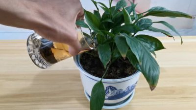 剩茶叶水可以浇花吗 茶叶渣水适合浇花吗？