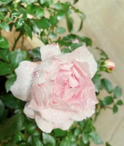 小苏打可以浇玫瑰花吗 小苏打是否适合浇花玫瑰？