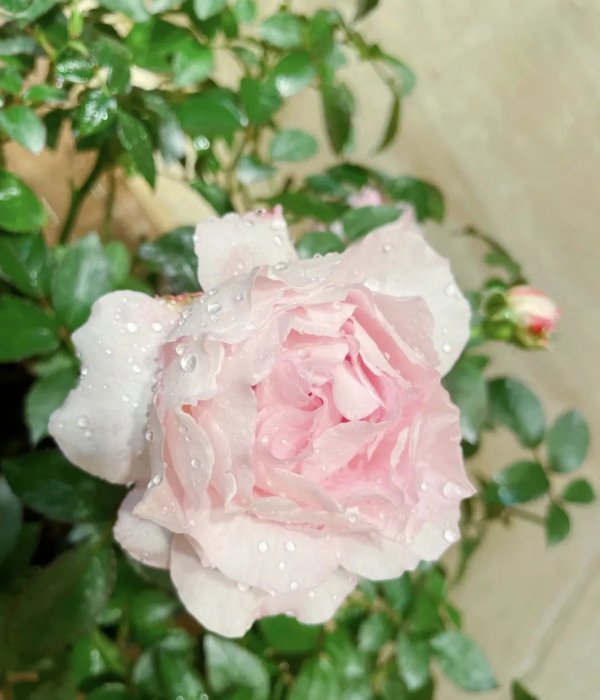 小苏打可以浇玫瑰花吗
