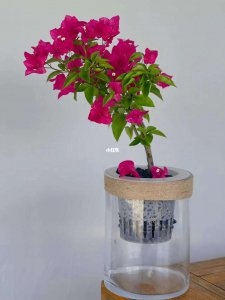 黄豆水可以浇三角梅吗 三角梅适合用黄豆水浇吗？