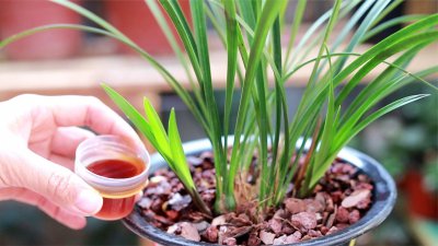 黄豆水可以浇兰花吗 黄豆水适合兰花浇灌吗？