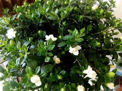 酸奶能浇栀子花吗 酸奶对栀子花有益吗？