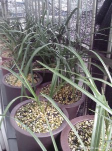 草木灰可以浇兰花吗 草木灰能否用来浇兰花？