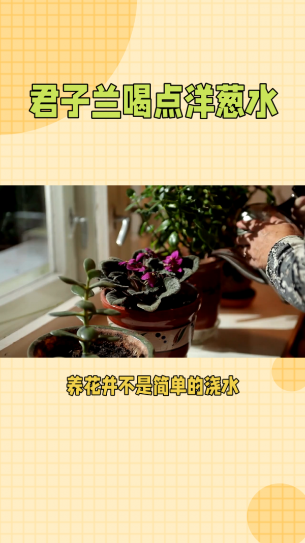 黄豆水可以浇多肉吗