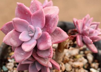 胡萝卜水可以浇多肉吗 多肉植物适合用胡萝卜水浇灌吗？