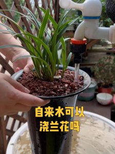 尿液可以浇兰花吗 尿液适合用来浇灌兰花吗？