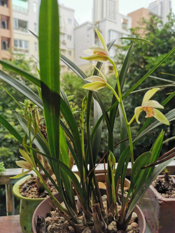 橘子皮泡水可以浇兰花吗