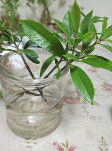 隔夜茶水可以浇栀子花吗 隔夜茶水适合浇灌栀子花吗？