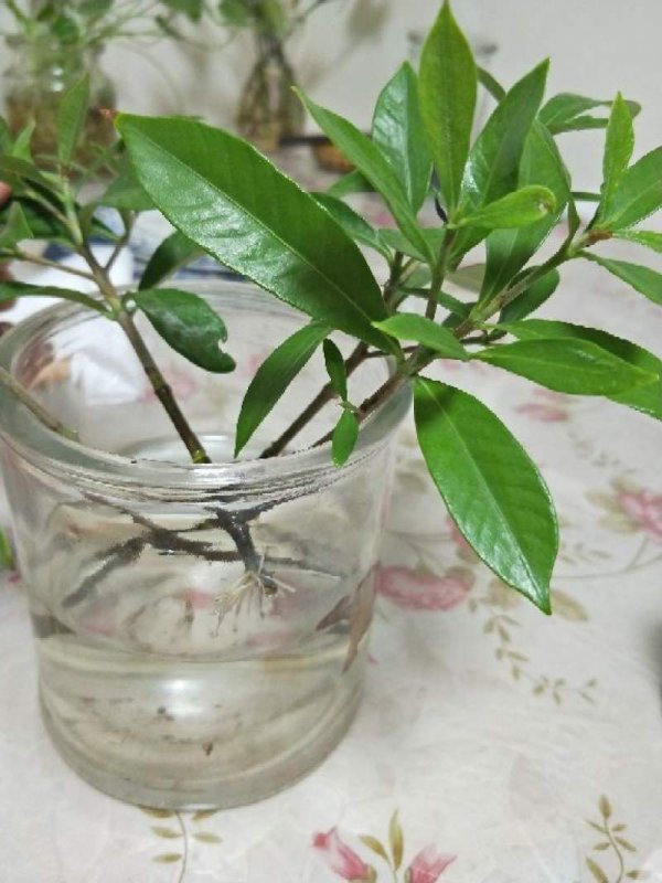 隔夜茶水可以浇栀子花吗