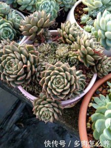 淘米水可以浇多肉吗 多肉植物适合使用淘米水浇灌吗？
