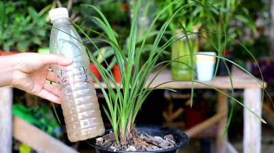洗米水可以浇兰花吗 可以用洗米水来浇兰花吗？