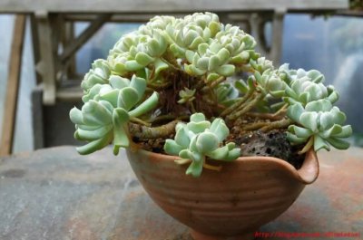 醪糟可以浇多肉吗 多肉植物可以用醪糟浇水吗？