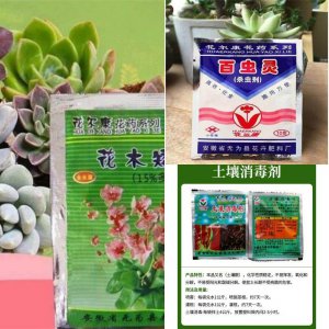 生根粉可以浇多肉吗 多肉可以使用生根粉浇水吗？