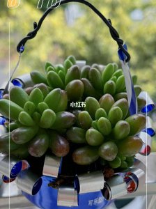 可乐可以浇多肉吗 多肉植物适合浇可乐吗？