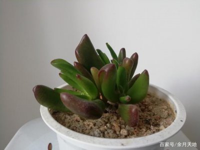 橘子皮泡水可以浇多肉吗 橘子皮水适合浇养多肉植物吗？