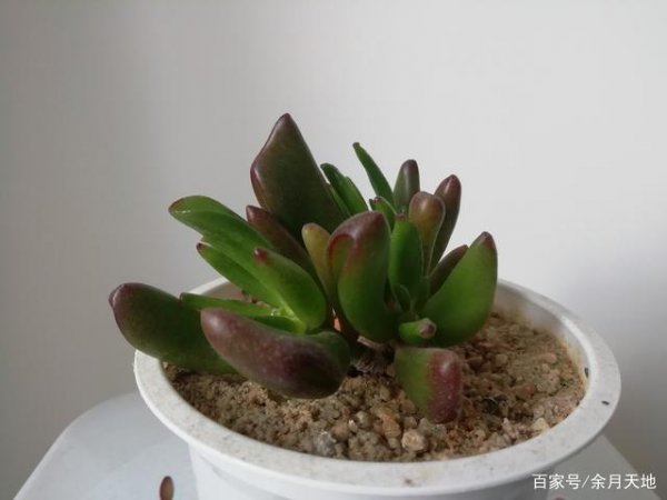 橘子皮泡水可以浇多肉吗