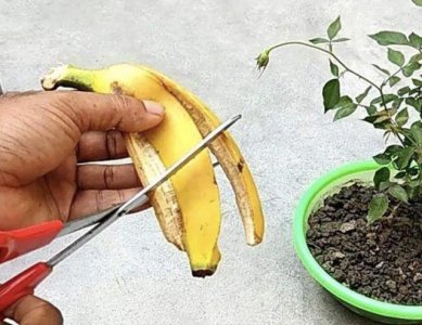 香蕉皮泡水可以浇兰花吗 用香蕉皮浸泡水可否用来给兰花浇水？