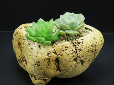 香蕉皮泡水可以浇多肉植物吗 用香蕉皮浸泡水可用来浇养多肉植物吗？