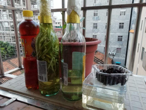 啤酒兑水可以浇桂花树吗