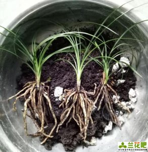 兰花可以用土养吗 兰花能否在土壤中生长？