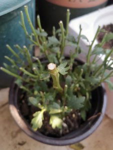 菊花插枝能活吗 菊花插枝能存活吗？