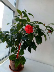 木菊怎么养才能开花多 木菊如何养护才能促进多次开花