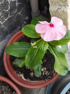 长春花可以插枝吗 可以长春花插枝吗？
长春花适合插枝吗？