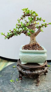 金枝玉叶可以插枝吗 金枝玉叶可移植吗？