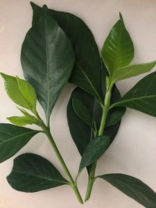 栀子花插枝能活吗 栀子花插枝可以存活吗？