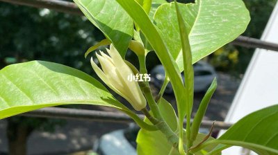 白兰怎么养才能开花多 白兰如何培育才能开出更多的花？