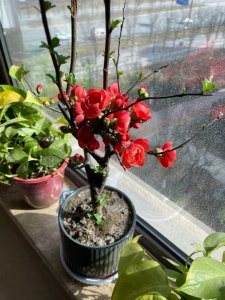 孕妇可以养海棠花吗 怀孕期间能不能种海棠花