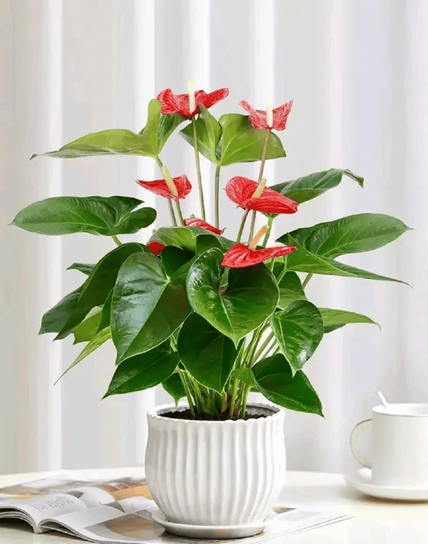 红掌怎么养才能开花多