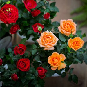 孕妇可以养玫瑰花吗 怀孕期间可以种植玫瑰花吗？