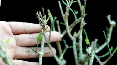 茉莉花冬天可以剪枝吗 冬天可以给茉莉花修剪吗？