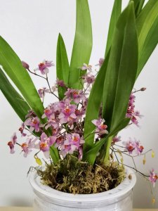 兰花怎么养才能开花多 如何才能让兰花开得更多？