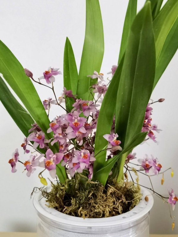 兰花怎么养才能开花多