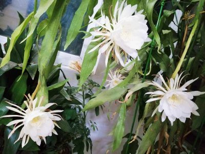 昙花可以用水养吗 昙花适合用水浇灌吗？