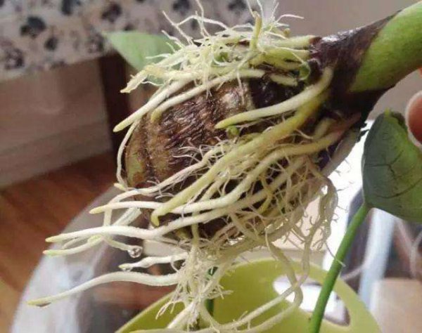 生根水可以浇花吗