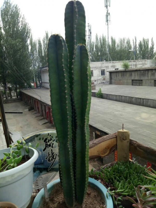 麒麟掌可以插枝吗
