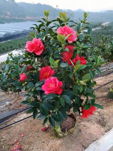 四季茶花怎么养才能开花多 如何培养四季茶花以促进多次开花？