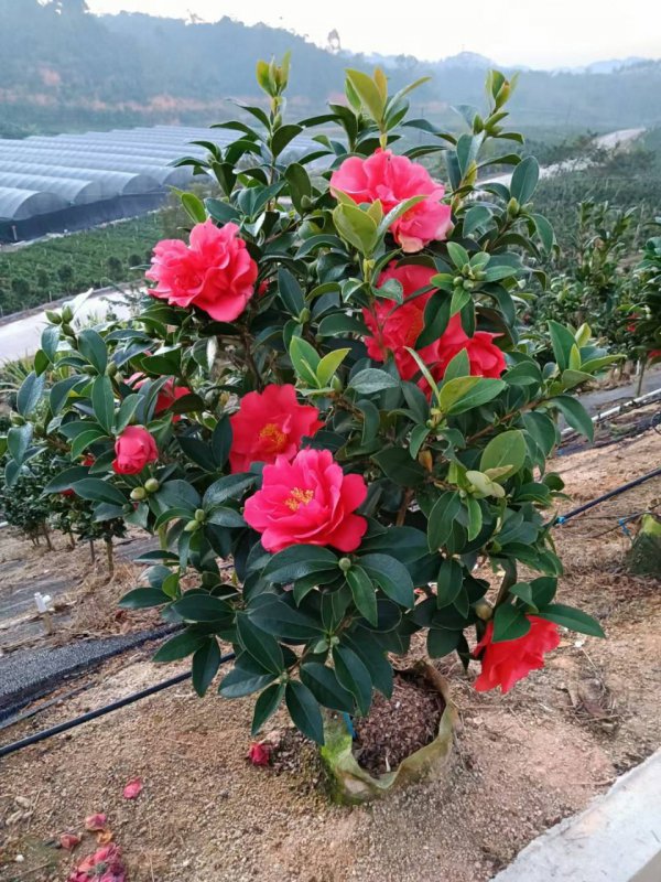 四季茶花怎么养才能开花多