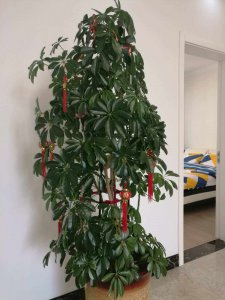 招财手怎么养才能开花多 如何培养招财手让其开出更多的花？