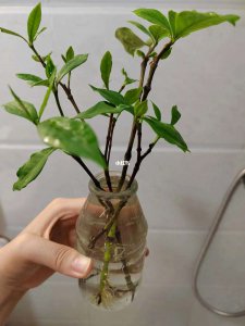栀子花可以插枝吗 栀子花是否适合扦插？